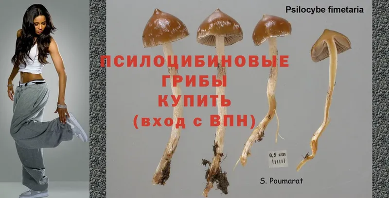 цена наркотик  Нытва  Галлюциногенные грибы Psilocybe 